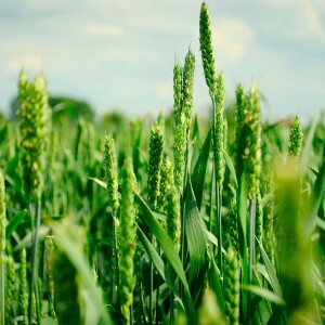 зеленая пшеница