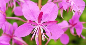 Иван-чай: свойства и противопоказания ★ 15 ПОЛЕЗНЫХ СВОЙСТВ