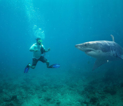 Тимати встретил акулу